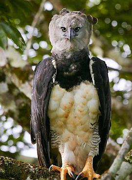 南美食猴大雕 The Monkey-Eating Eagle of the Orinoco(2010)